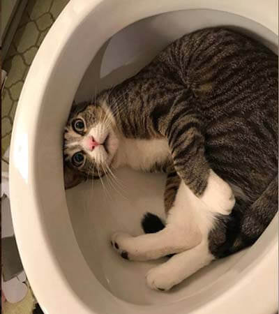 Our Animal Adventures 3