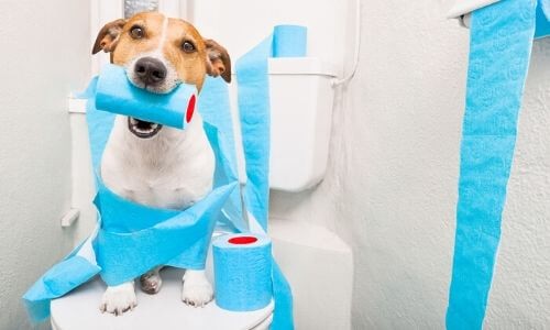 Dog playfully tangled in blue toilet paper rolls in a bathroom setting, illustrating common household mishaps related to plumbing.